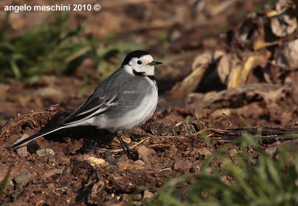 Ballerina bianca Motacilla alba